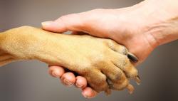 dog paw facts
